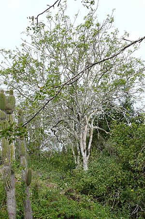 Bursera graveolens.jpg