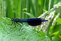Calopteryx splendens