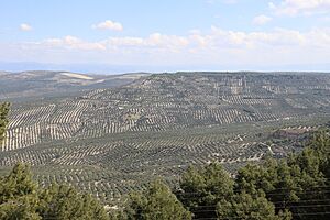 Archivo:Campo de Sabiote