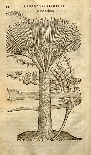 Archivo:Caroli Clusii Atrebat Rariorum alioquot stirpium per Hispanias observatarum historia (Page 12) BHL7813824