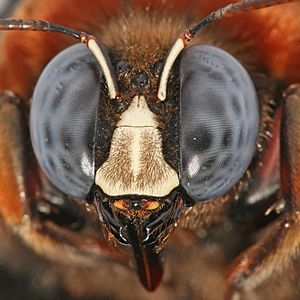 Archivo:Carpenter bee head and compound eyes