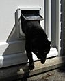 Cat flap