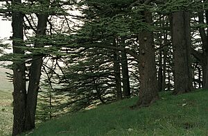 Archivo:Cedars07(js)