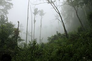 Archivo:Cloud forest on Deux Mamelles SBH 3327 copy