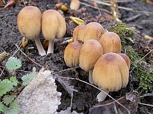 Archivo:Coprinellus micaceus 2