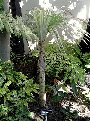 Archivo:Cryosophila warscewiczii - Balboa Park Botanical Building - DSC06783