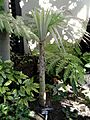 Cryosophila warscewiczii - Balboa Park Botanical Building - DSC06783