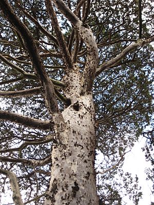 Archivo:Cupressus guadalupensis trunk
