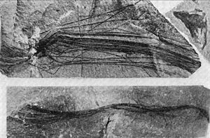Archivo:Cyperacites filiferus (syn Diatryma? filifera) type specimen