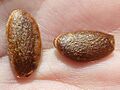 D.kaki-pers-seed-1