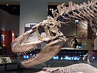 Archivo:Daspletosaurus FMNH