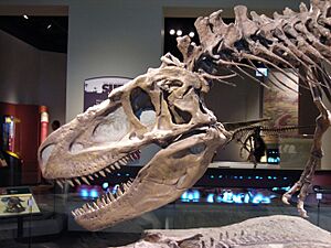 Archivo:Daspletosaurus FMNH