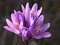 Dichelostemma capitatum 2003-02-04