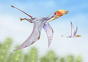 Archivo:Dimorphodon2DB