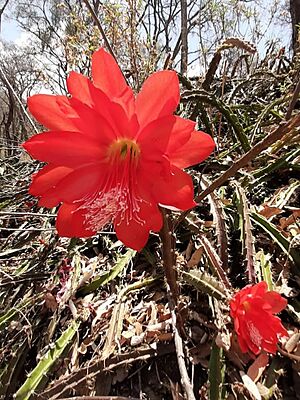 Archivo:Disocactus speciosus speciosus 8