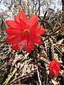 Disocactus speciosus speciosus 8