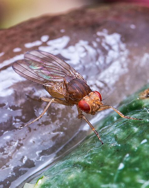 Drosophila melanogaster isometric