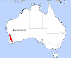 Distribución en Australia de Eucalyptus macrocarpa