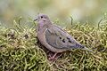 Eared dove (Zenaida auriculata antioquiae) Caldas