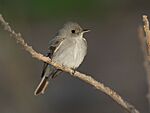 Archivo:Eastern wood-pewee in Ohio