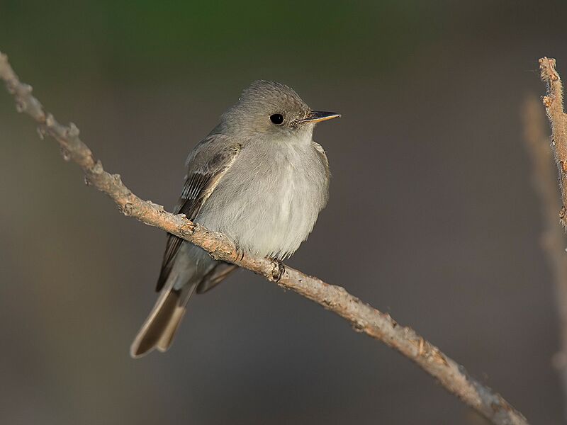 Eastern wood-pewee in Ohio