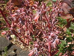 Archivo:Echeveria gibbiflora 4c