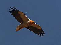 Archivo:Egyptian vulture in flight