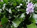 Eichhornia STC 2