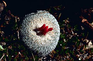 Archivo:Epithelantha micromeris - Button cactus with fruit