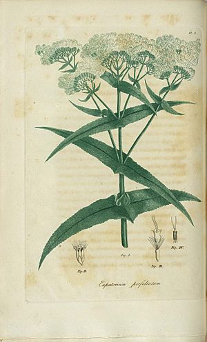 Archivo:Eupatorium perfoliatum, Thorough wort, (3528515430)