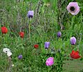 Field-of-various-color-kalanit02