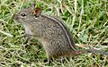 Four-striped Grass Mouse (Rhabdomys pumilio) (52690890739)