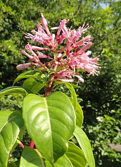 Archivo:Fuchsia arborescens - Botanischer Garten, Frankfurt am Main - DSC03387