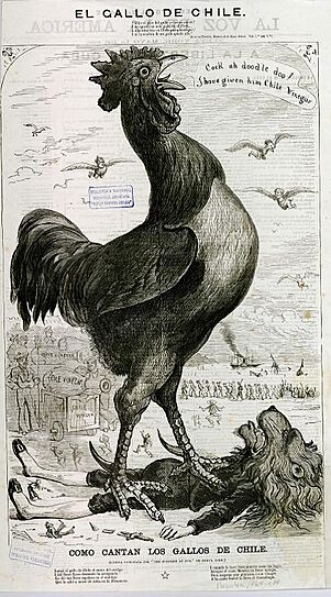 Archivo:Gallo chileno