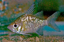 Glassfish Ambassis (cropped).jpg