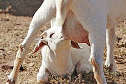 Archivo:Goat kid feeding on mothers milk
