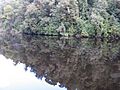 Gordon River