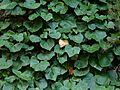 Hedera canariensis Gomera
