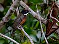 Heterocercus linteatus - Flame-crowned Manakin (male); Beruri, Amazonas, Brazil