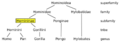 Homininae