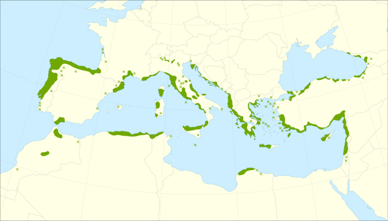 Laurus nobilis range