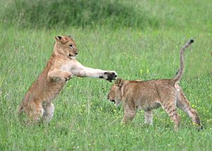 Archivo:Lion cubs Serengeti