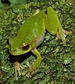 Litoria pearsoniana 3