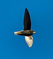 Little Swift - Aberdares - Kenya