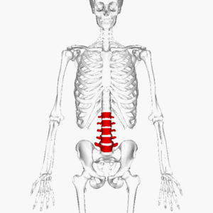 Archivo:Lumbar vertebrae animation