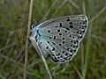 Maculinea arion Large Blue Underside SFrance 2009-07-18