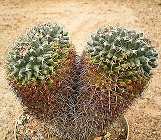 Mammillaria karwinskiana karwinskiana 01 ies.jpg