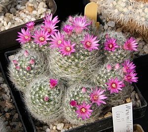 Archivo:Mammillaria laui subsp. dasyacantha