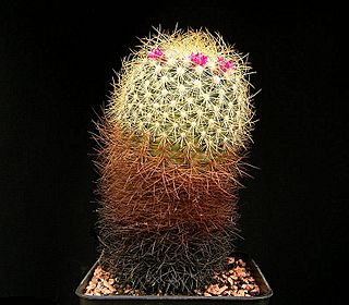 Mammillaria rhodantha ssp pringlei3 ies.jpg