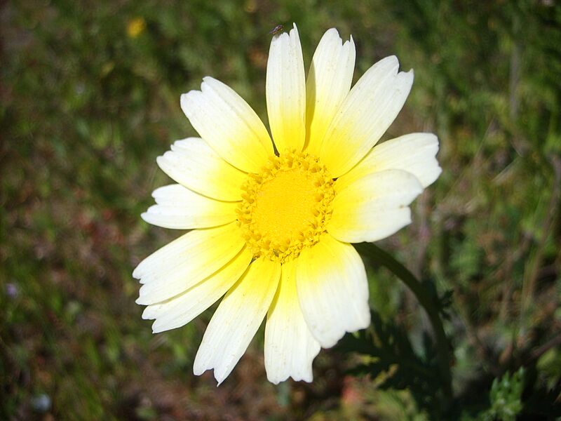 Matricaria